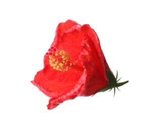 Photo of Beautiful red hibiscus flower on white background