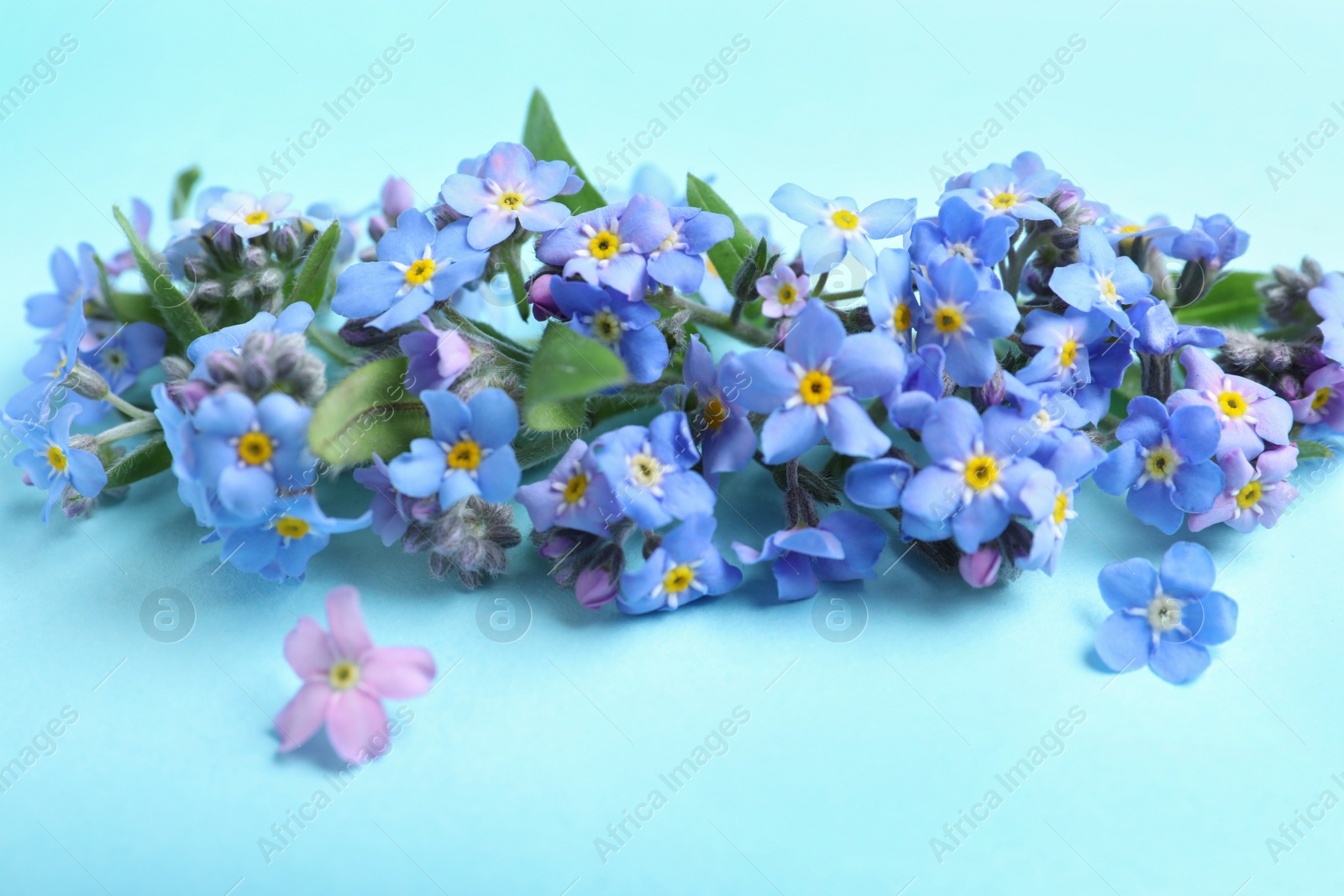 Photo of Beautiful spring forget-me-not flowers on color background