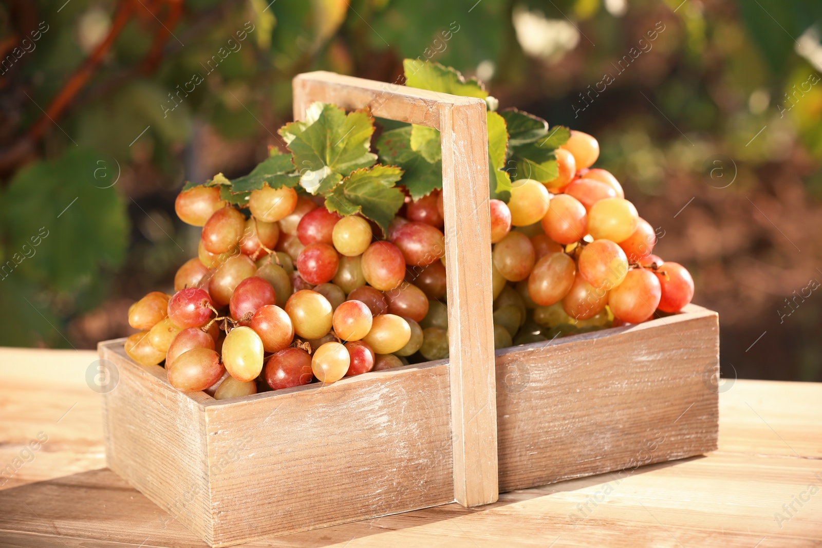 Photo of Wooden basket with ripe wine grapes on table