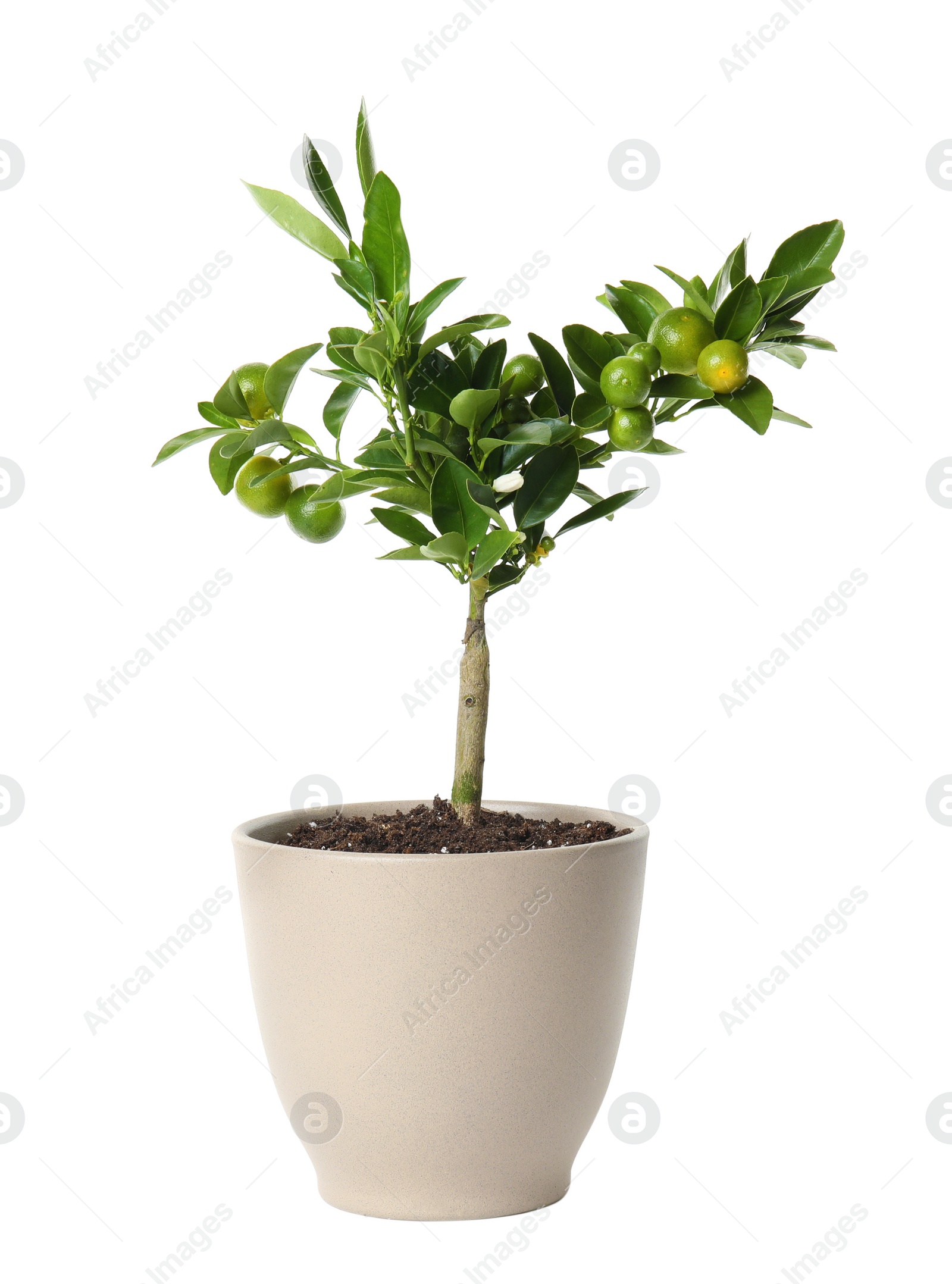 Photo of Pot with Calamondin home plant on white background