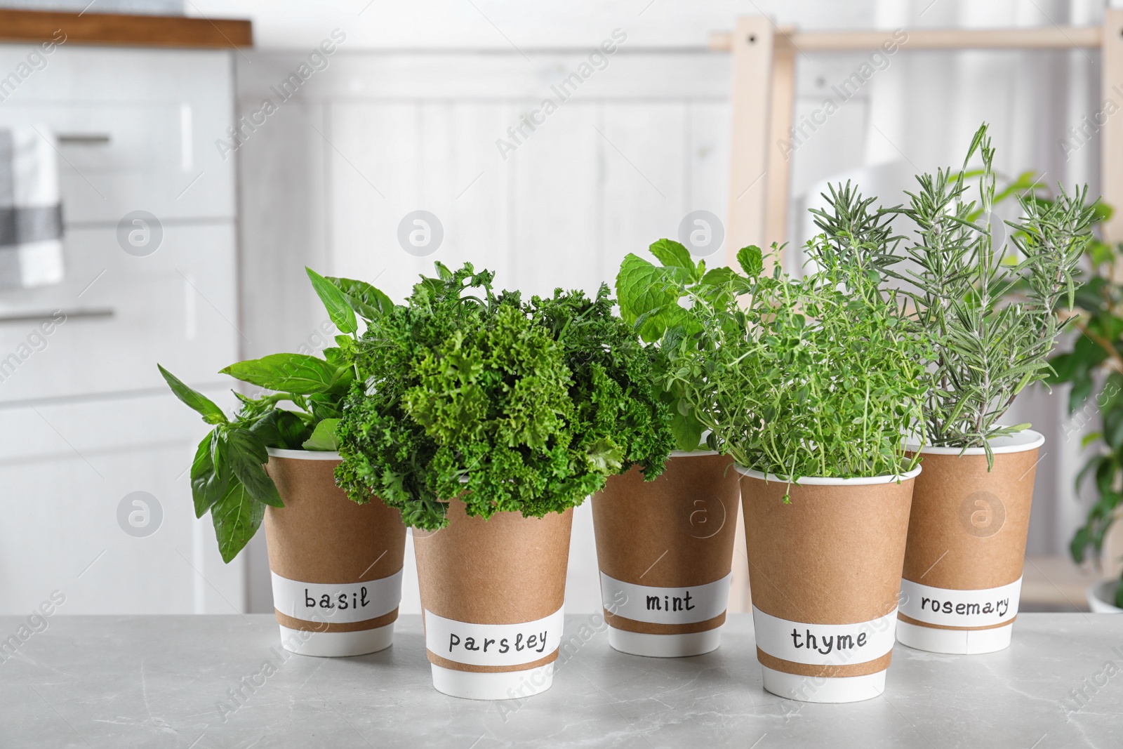 Photo of Seedlings of different aromatic herbs in paper cups with name labels on light grey marble table