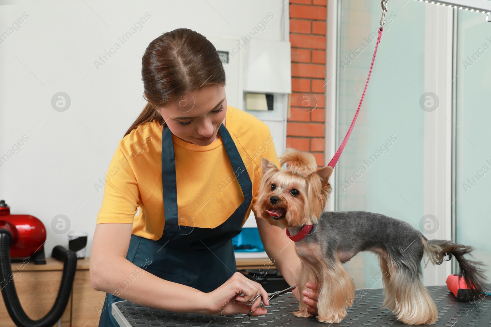 Photo of Professional groomer giving stylish haircut to cute dog in pet beauty salon