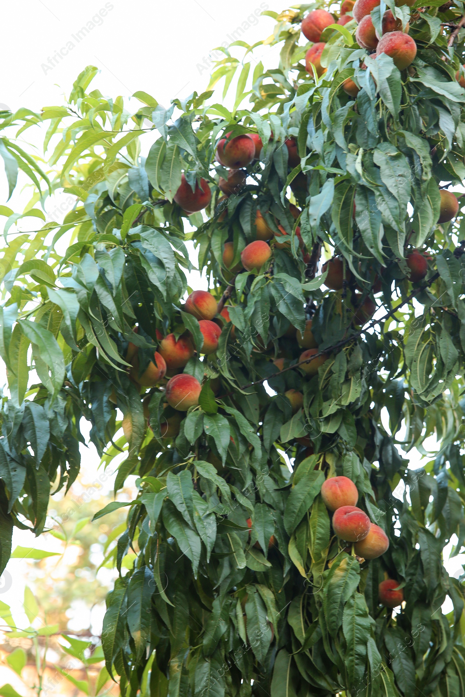 Photo of Peach tree with ripe fruits in garden