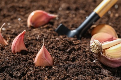 Garlic cloves and shovel in fertile soil, closeup. Vegetable planting