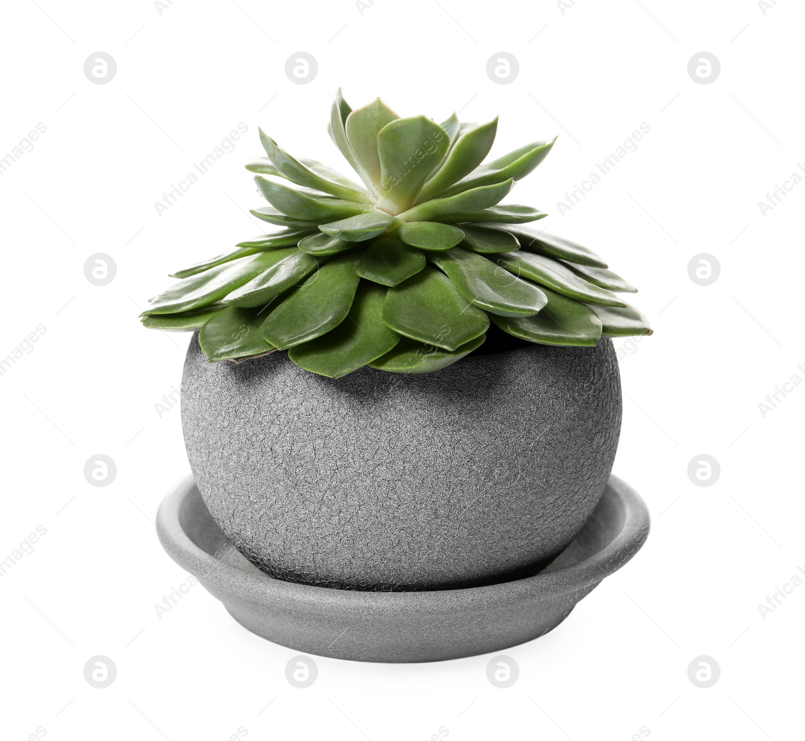 Photo of Beautiful Echeveria plant in pot on white background. House decor