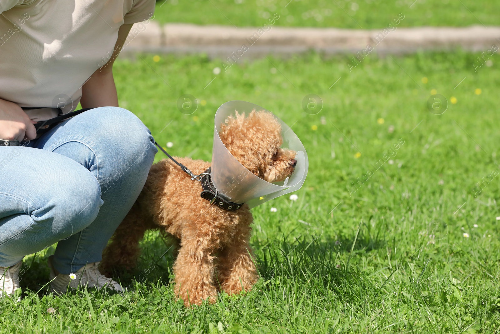 Photo of Woman with her cute Maltipoo dog in Elizabethan collar outdoors, closeup. Space for text