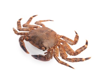 Photo of One fresh raw crab isolated on white