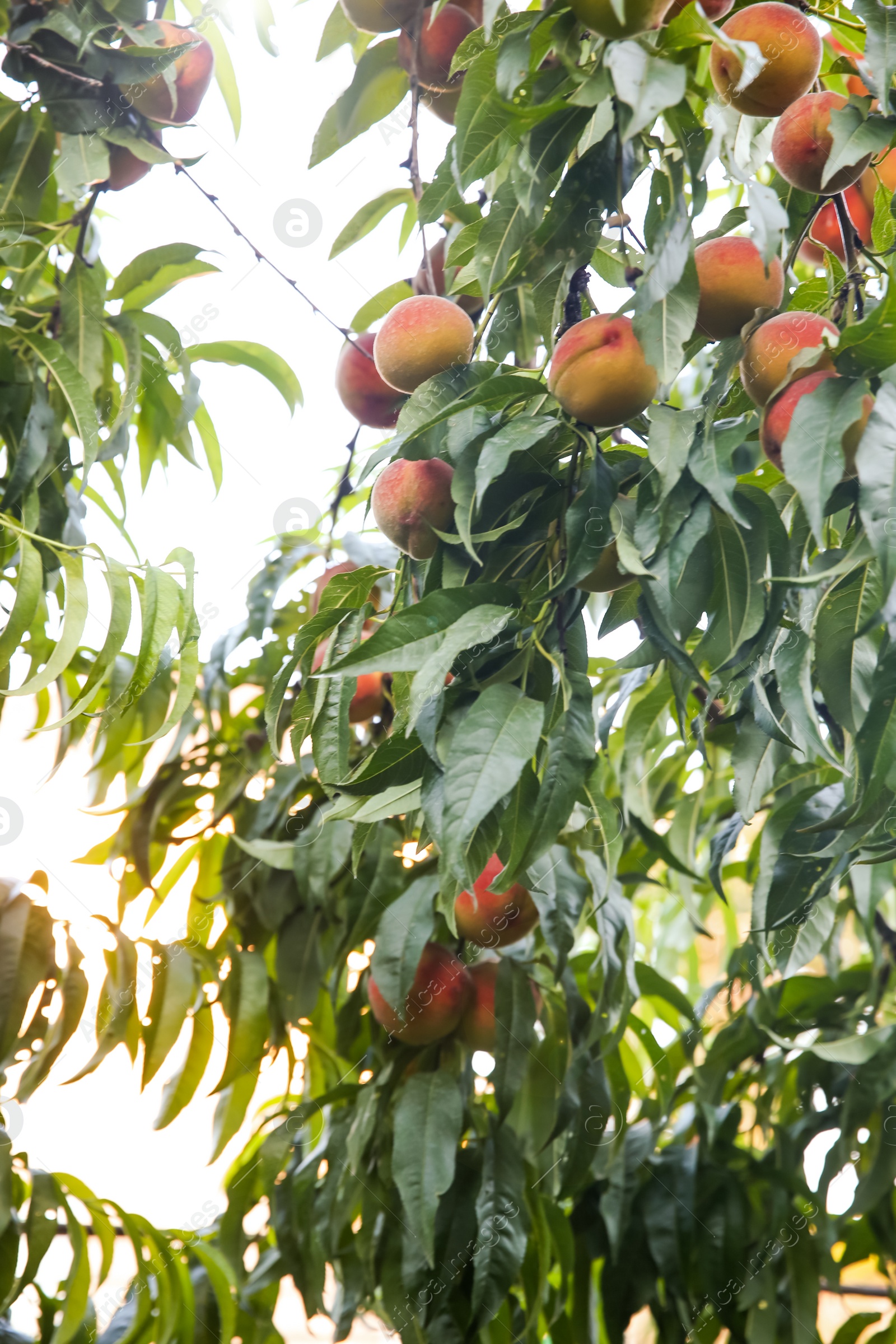 Photo of Peach tree with ripe fruits in garden