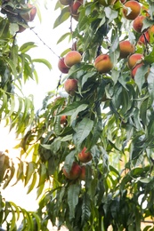 Photo of Peach tree with ripe fruits in garden