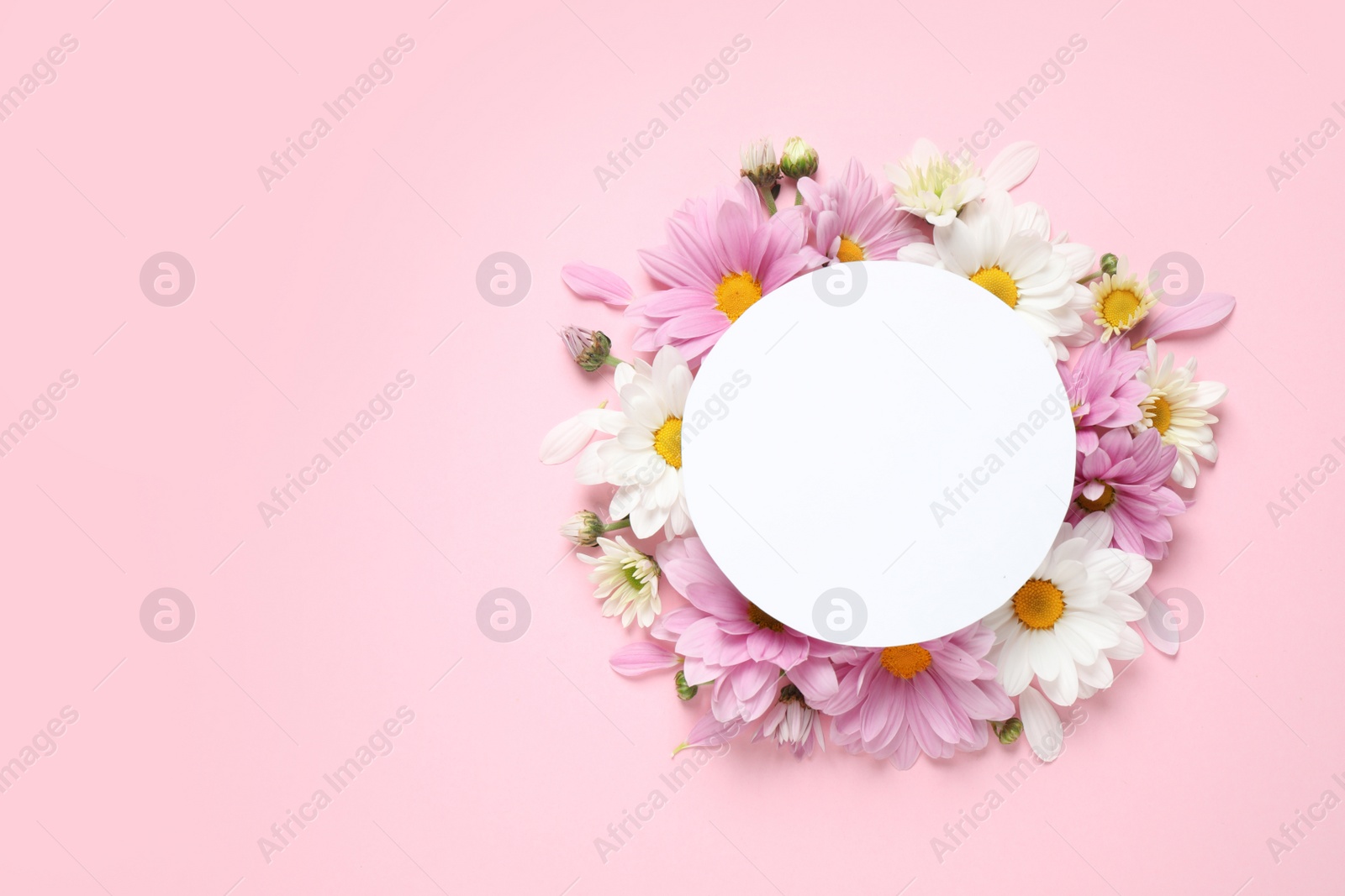 Photo of Flat lay composition with beautiful chamomile flowers and blank card on pink background. Space for text