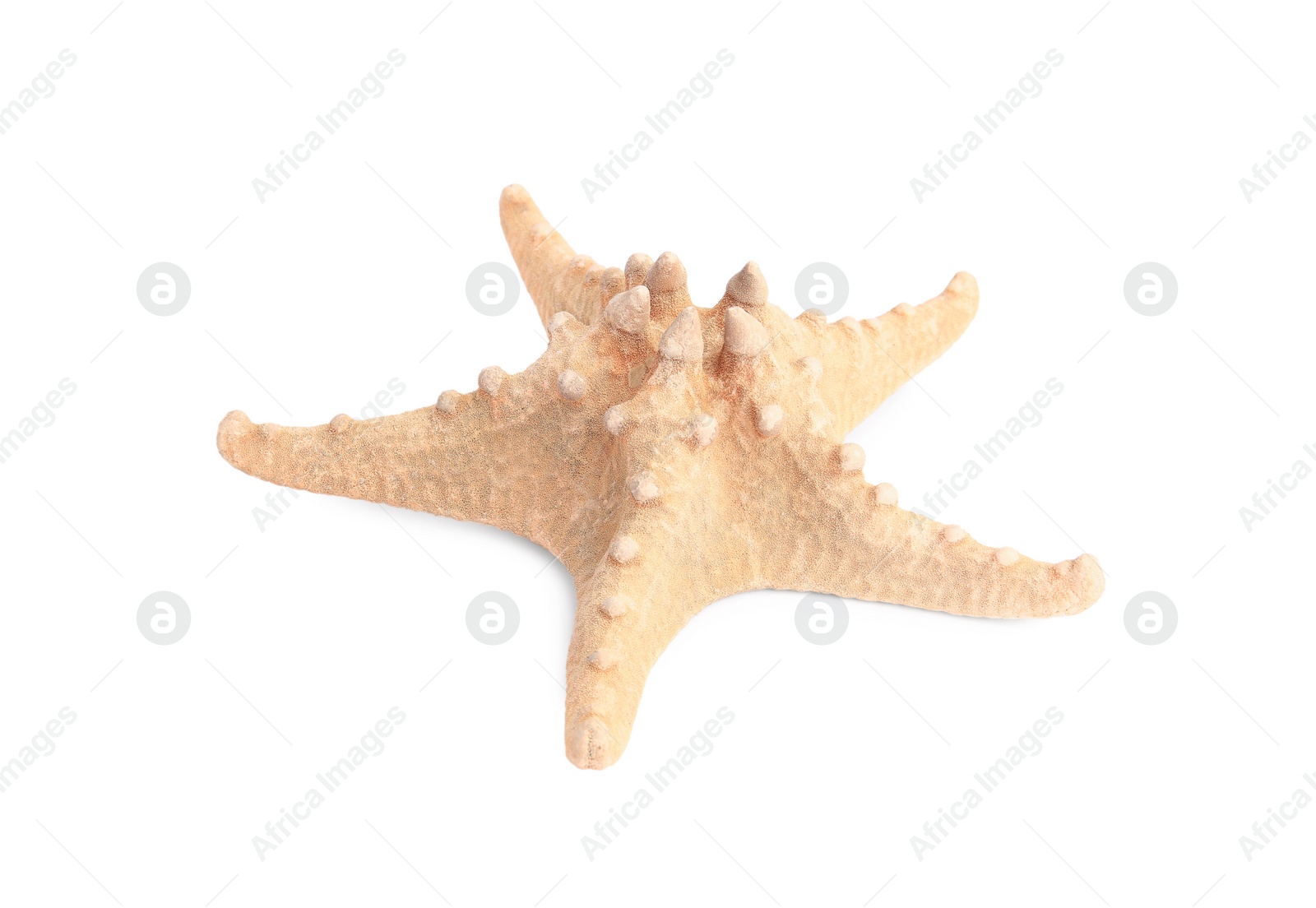 Photo of Beautiful sea star (starfish) isolated on white