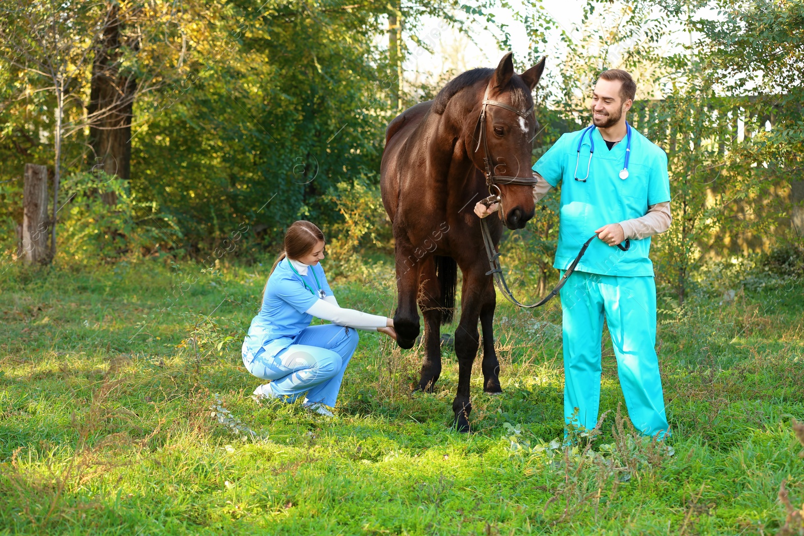 Photo of Veterinarians in uniform examining beautiful brown horse outdoors