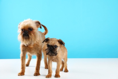 Photo of Studio portrait of funny Brussels Griffon dogs on color background. Space for text