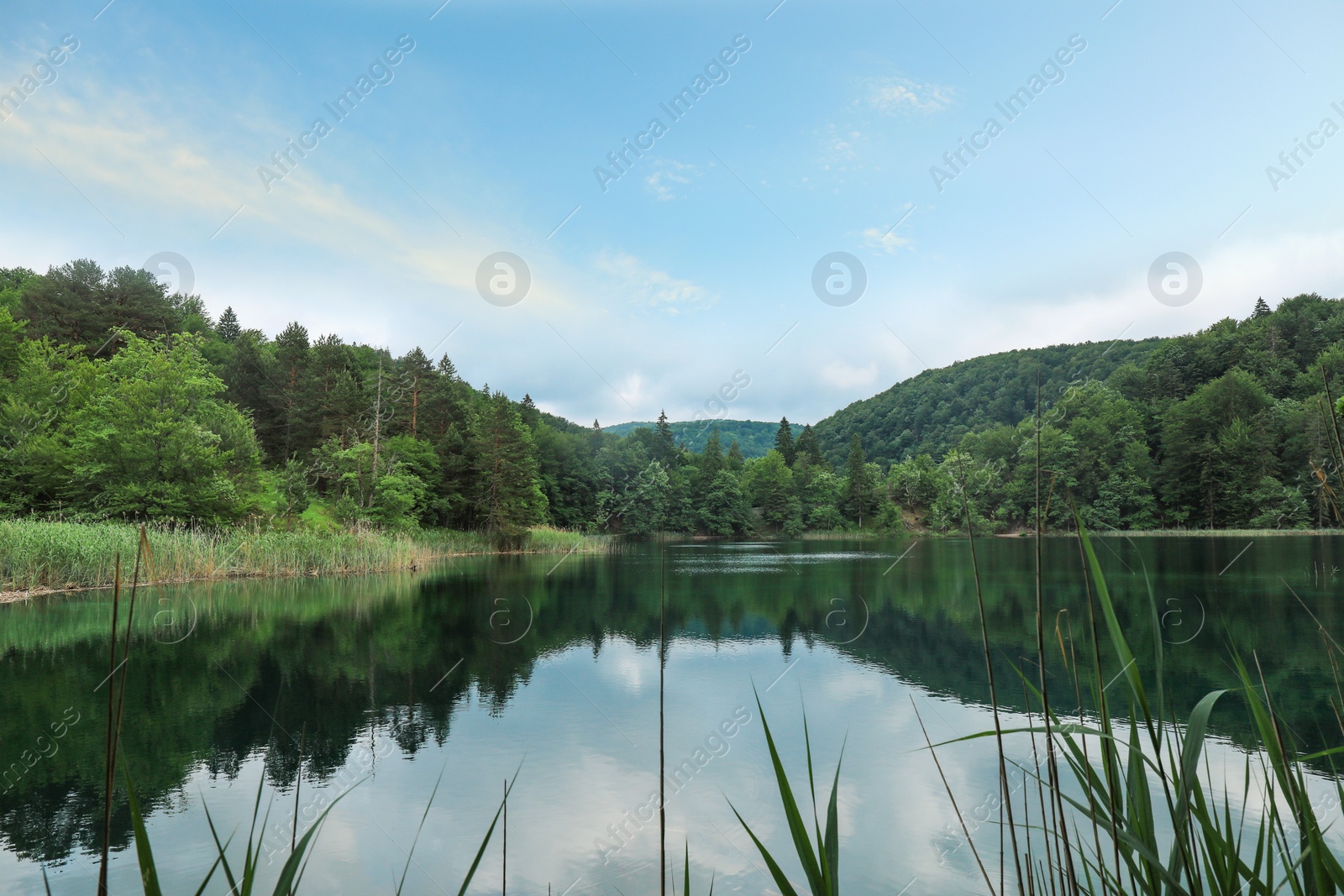 Photo of Picturesque view of beautiful river and forest on sunny day