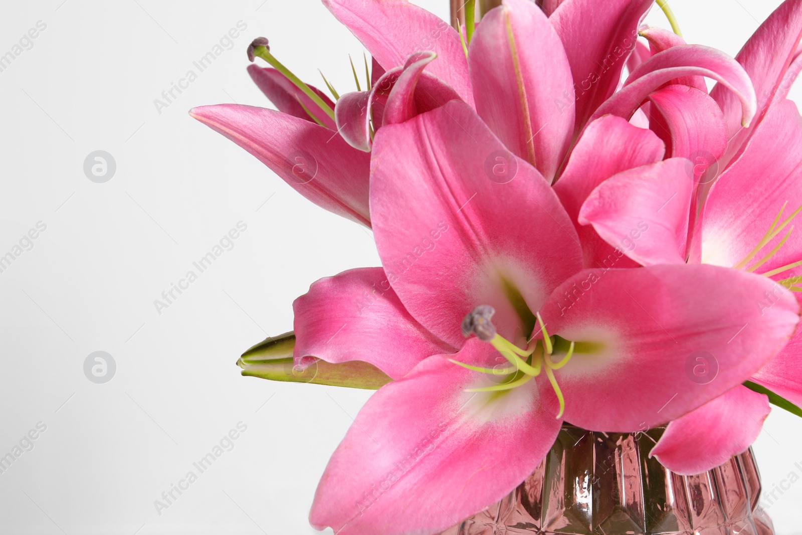 Photo of Beautiful pink lily flowers on light background, closeup. Space for text