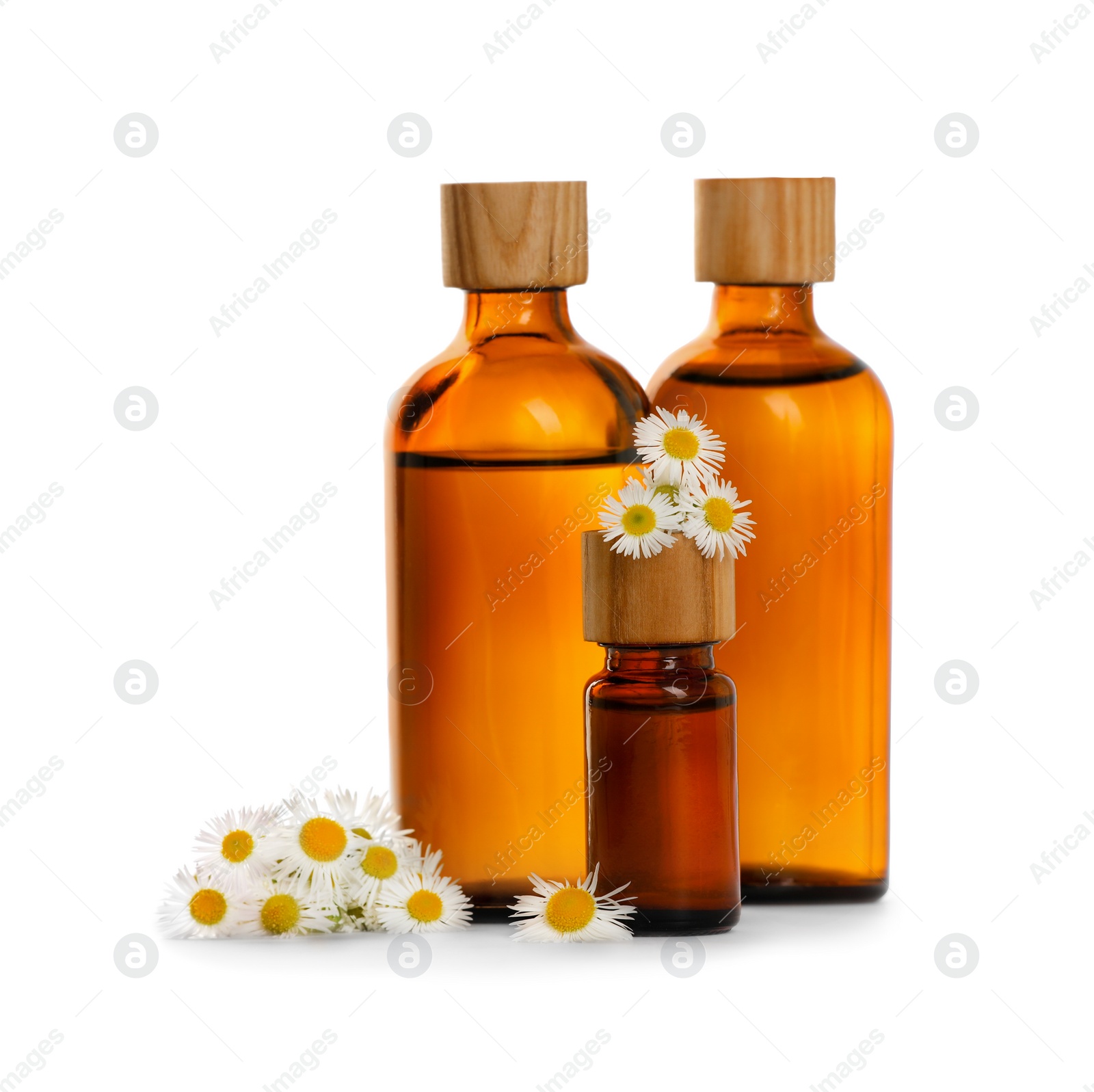 Photo of Bottles of chamomile essential oil and flowers on white background