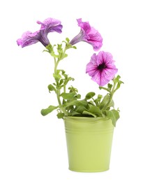 Petunia in green flower pot isolated on white