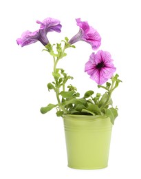 Photo of Petunia in green flower pot isolated on white