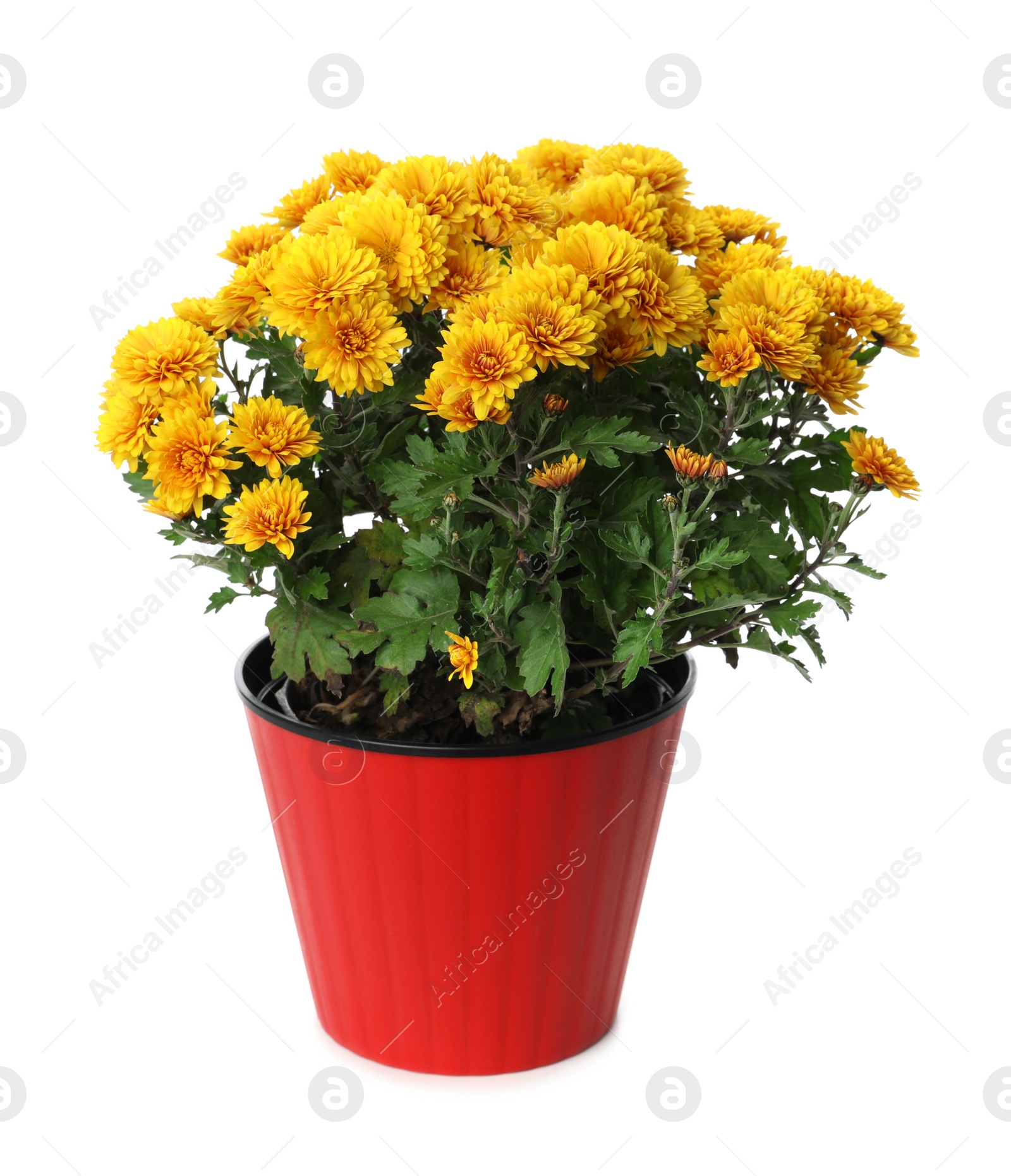 Photo of Beautiful yellow chrysanthemum flowers in red pot on white background