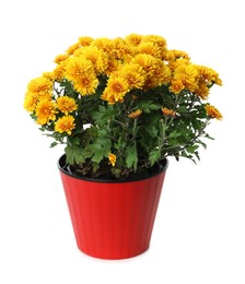 Photo of Beautiful yellow chrysanthemum flowers in red pot on white background