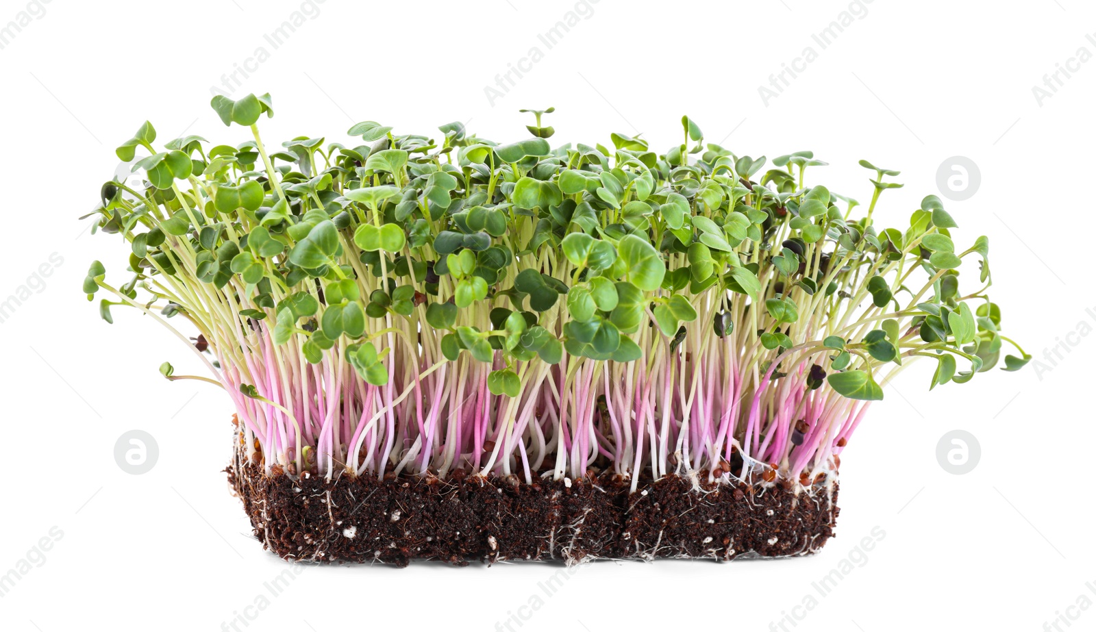 Photo of Fresh organic microgreen seeds on white background