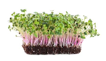 Fresh organic microgreen seeds on white background