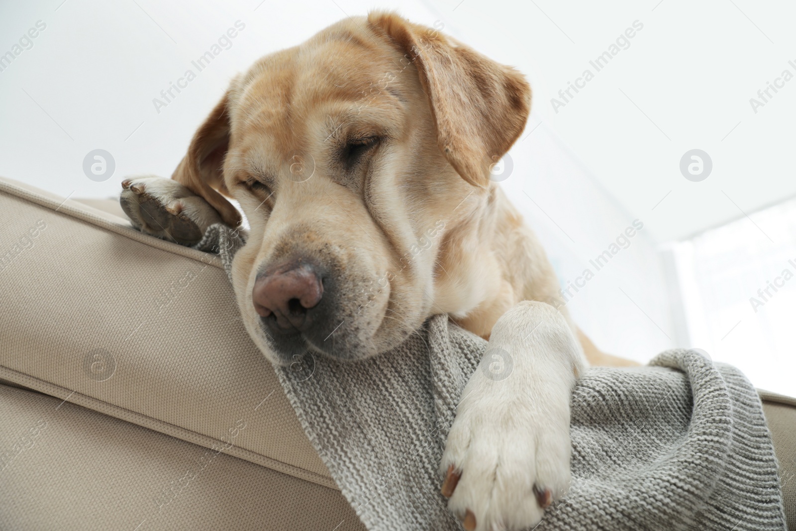 Photo of Yellow labrador retriever on cozy sofa indoors