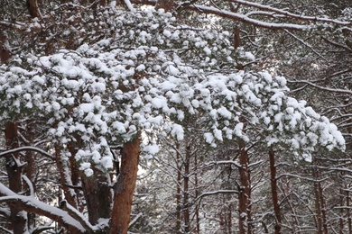 Conifer tree branches covered with snow in forest