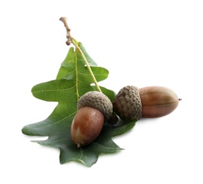Photo of Oak twig with acorns and green leaf on white background