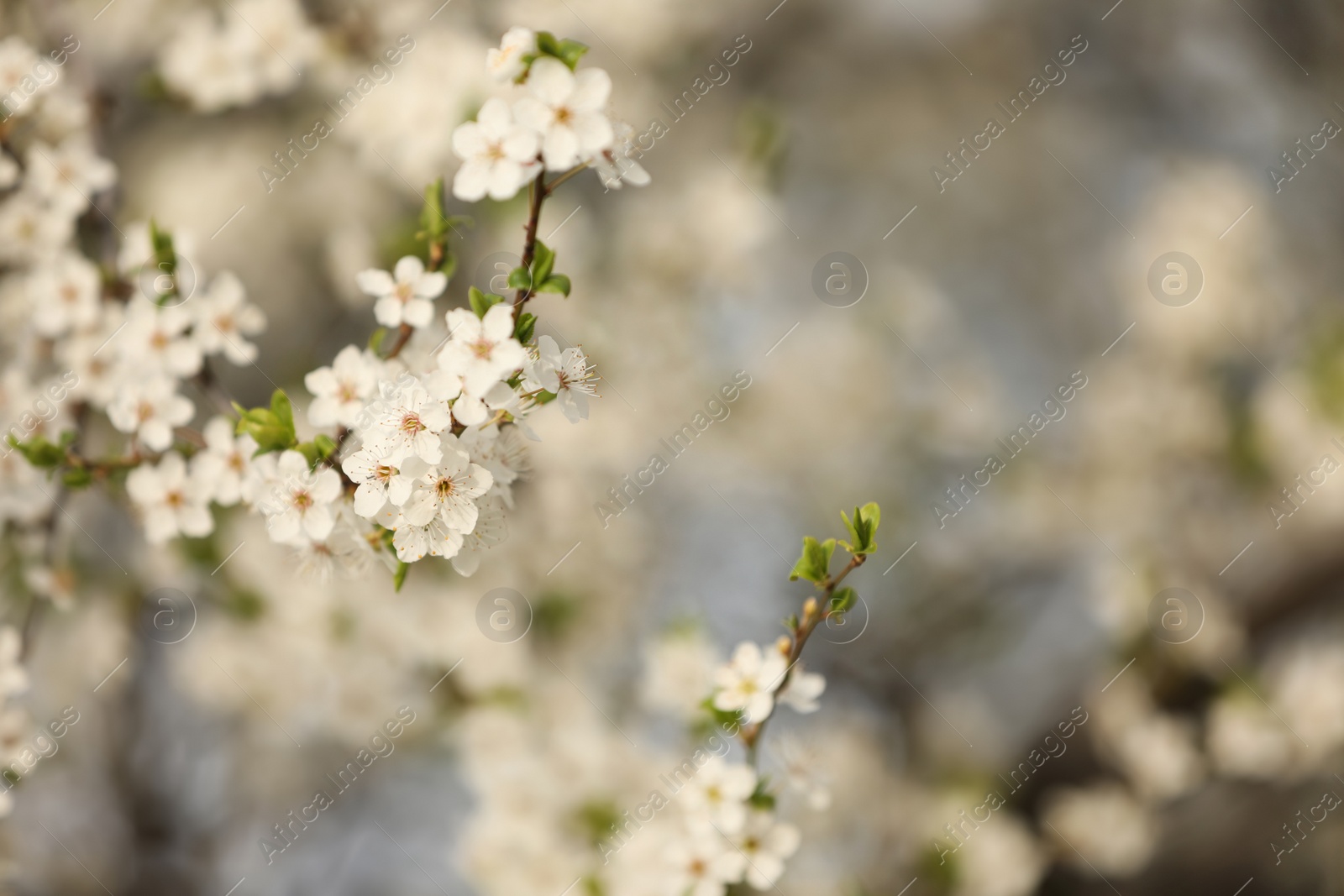 Photo of Closeup view of blossoming tree outdoors on spring day