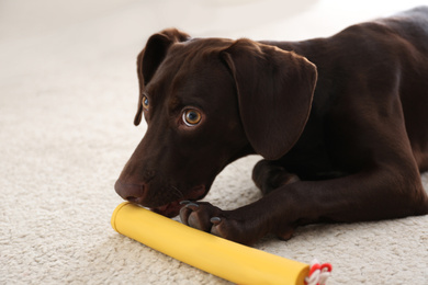 Photo of Cute German Shorthaired Pointer dog playing with toy at home
