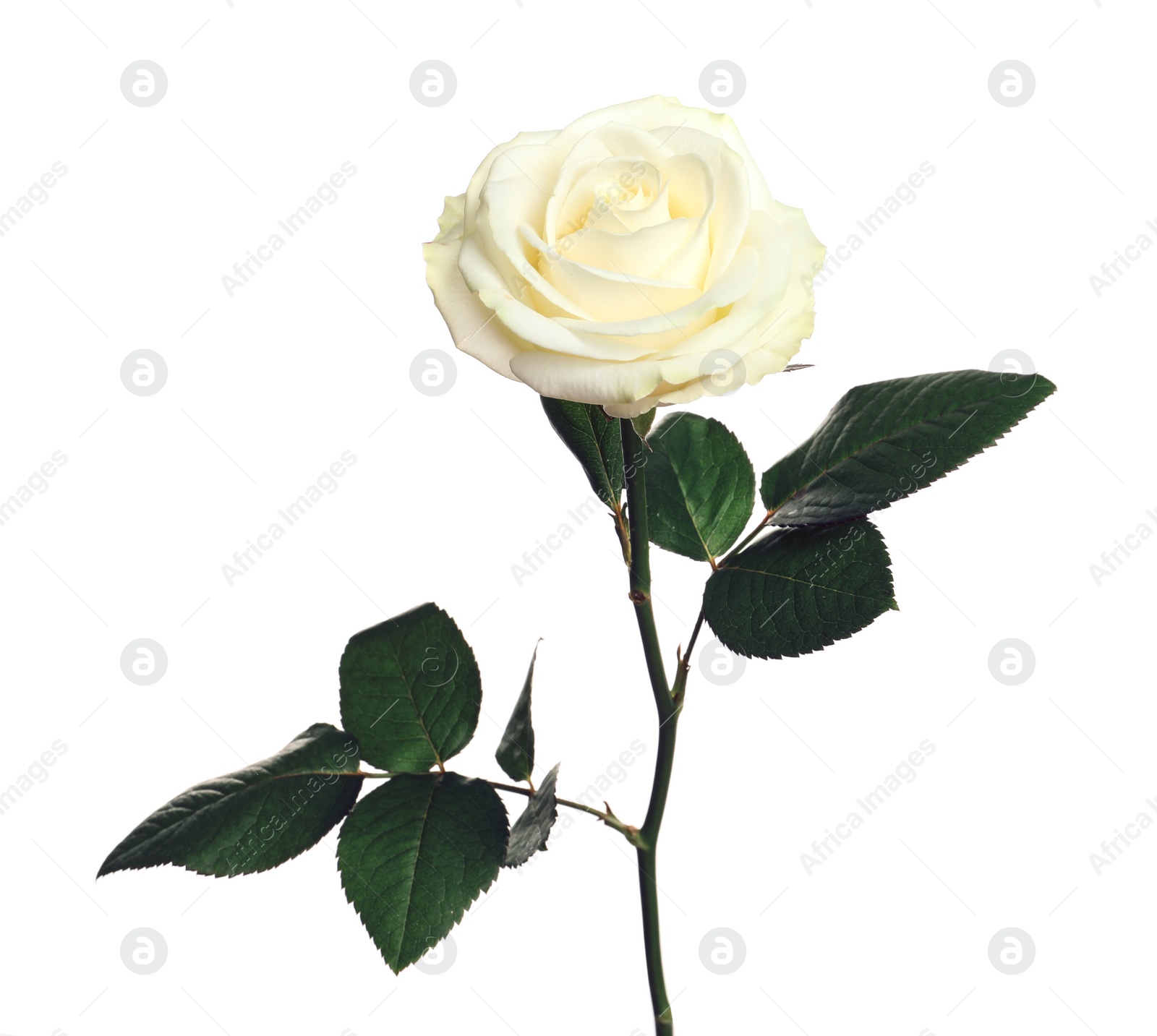 Photo of Beautiful blooming rose flower on white background