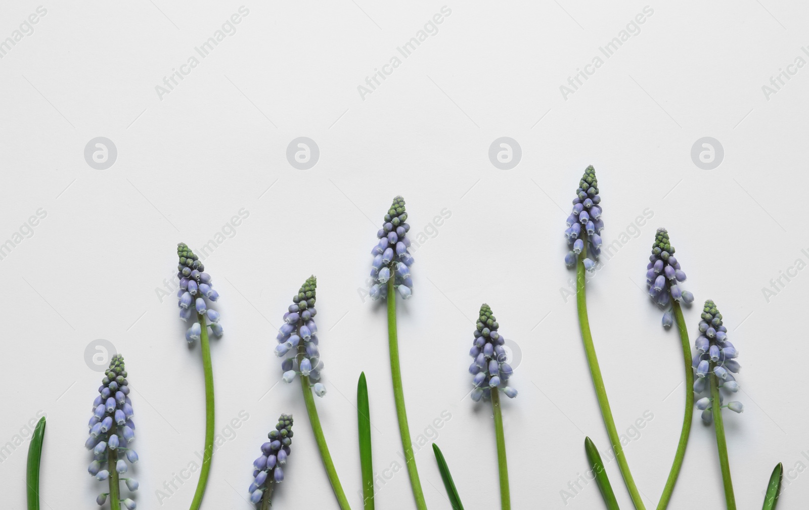 Photo of Beautiful spring muscari flowers on light background, flat lay