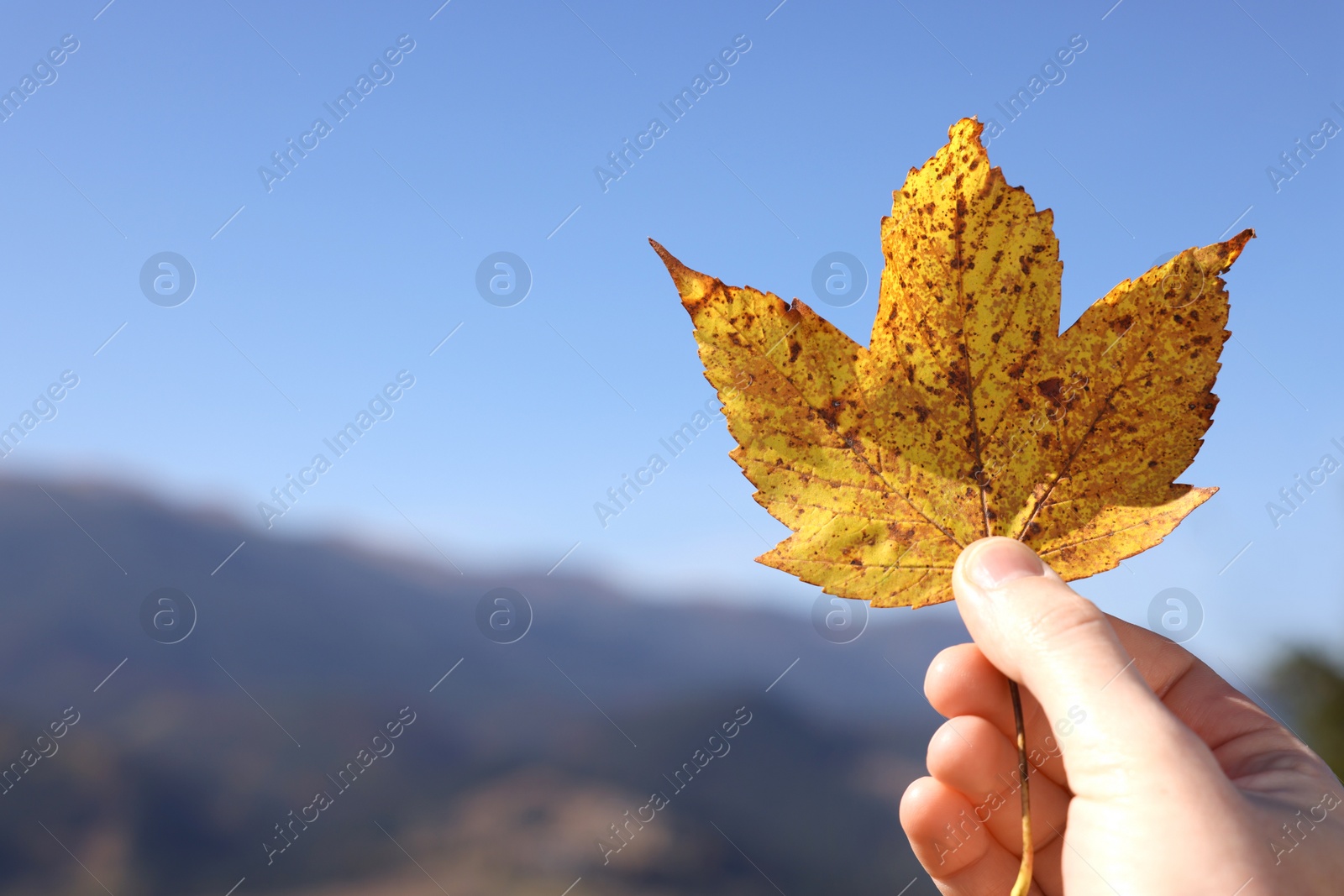 Photo of Woman holding beautiful autumn leaf in mountains, closeup. Space for text