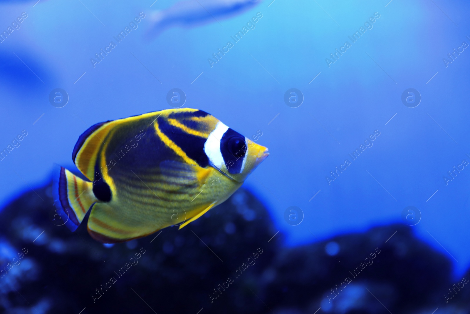 Photo of Beautiful raccoon butterflyfish in clear aquarium water