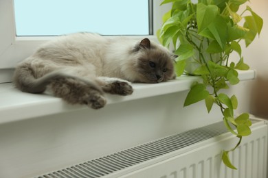 Photo of Cute Birman cat on windowsill near radiator at home