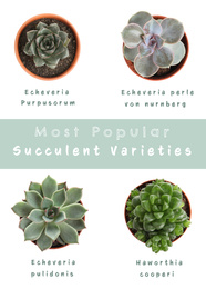 Image of Most popular succulent varieties. Houseplants and names on white background, top view