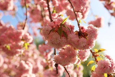 Beautiful blossoming sakura tree with pink flowers outdoors, space for text. Spring season