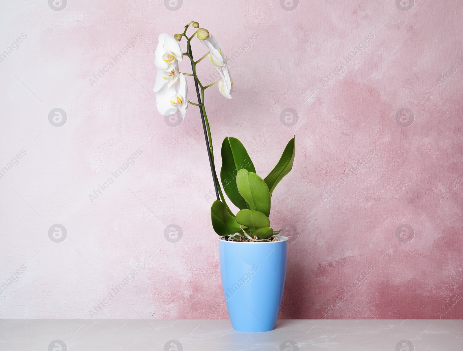 Photo of Beautiful tropical orchid flower in pot on table near color wall