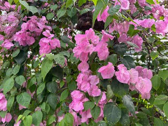 Photo of Beautiful Bougainvillea shrub with pink flowers growing in botanic garden