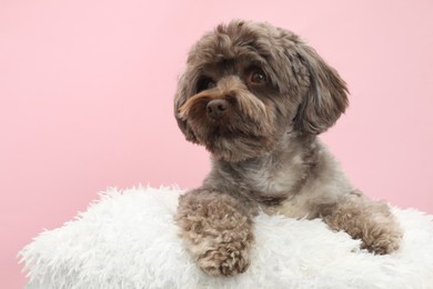 Photo of Cute Maltipoo dog with pillow resting on pink background. Lovely pet