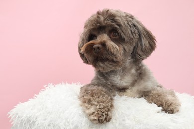 Cute Maltipoo dog with pillow resting on pink background. Lovely pet