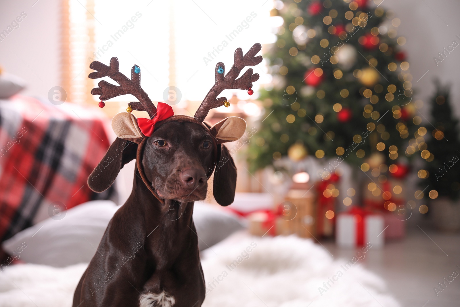 Photo of Cute dog wearing reindeer headband in room decorated for Christmas