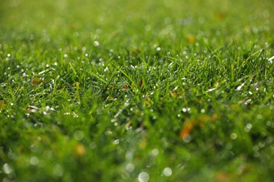 Photo of Closeup view of dew drops on fresh green grass outdoors