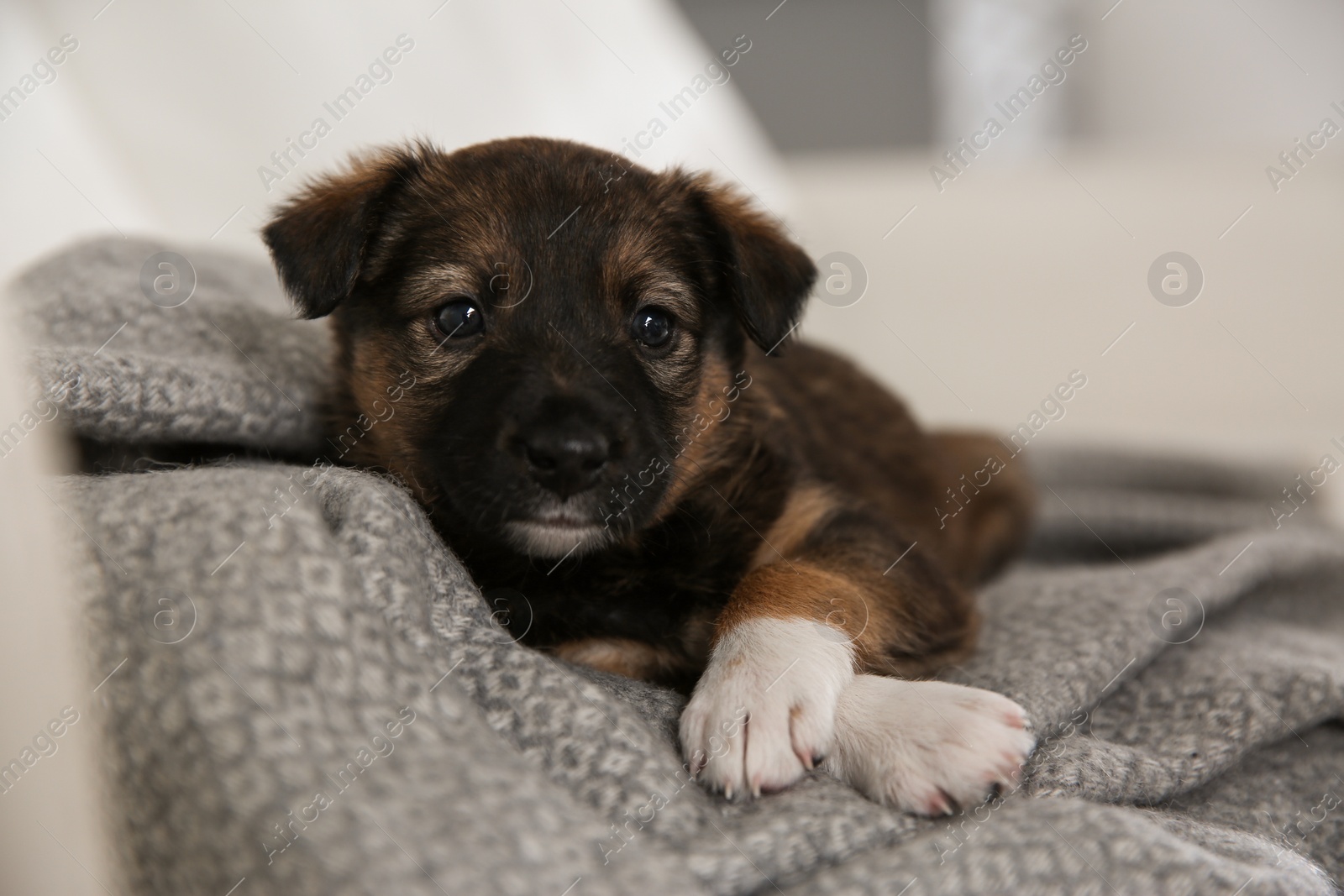 Photo of Cute little puppy lying on grey plaid, closeup