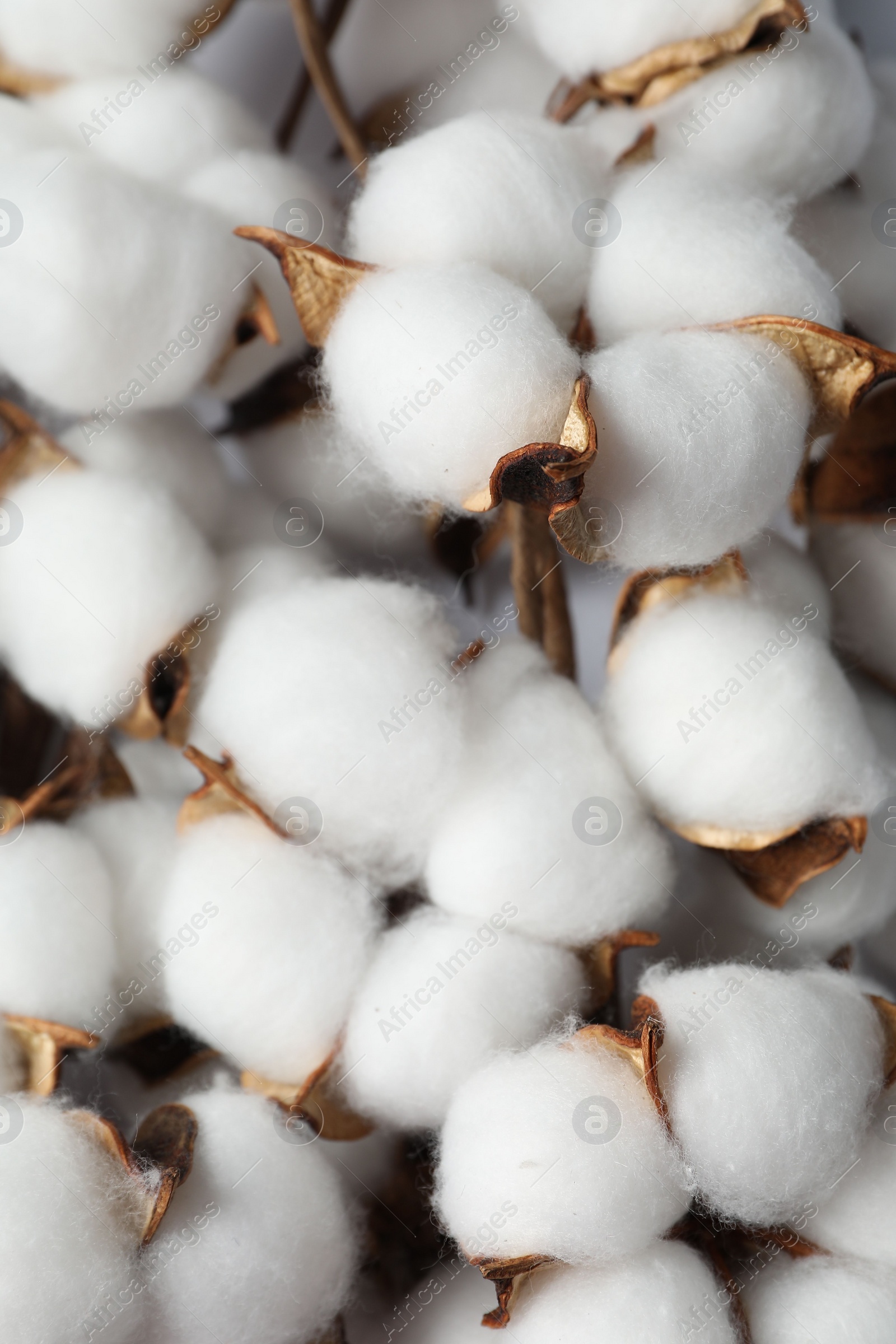 Photo of Fluffy cotton flowers on white background, top view