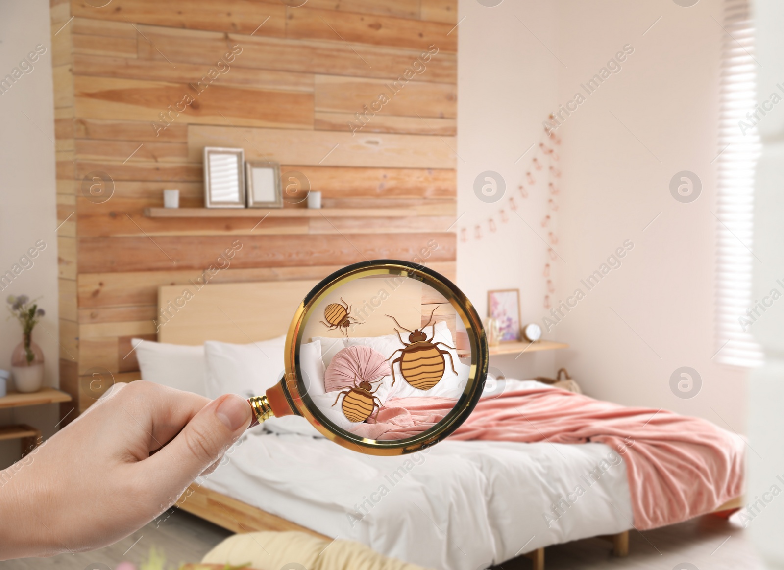 Image of Woman with magnifying glass detecting bed bugs in bedroom, closeup