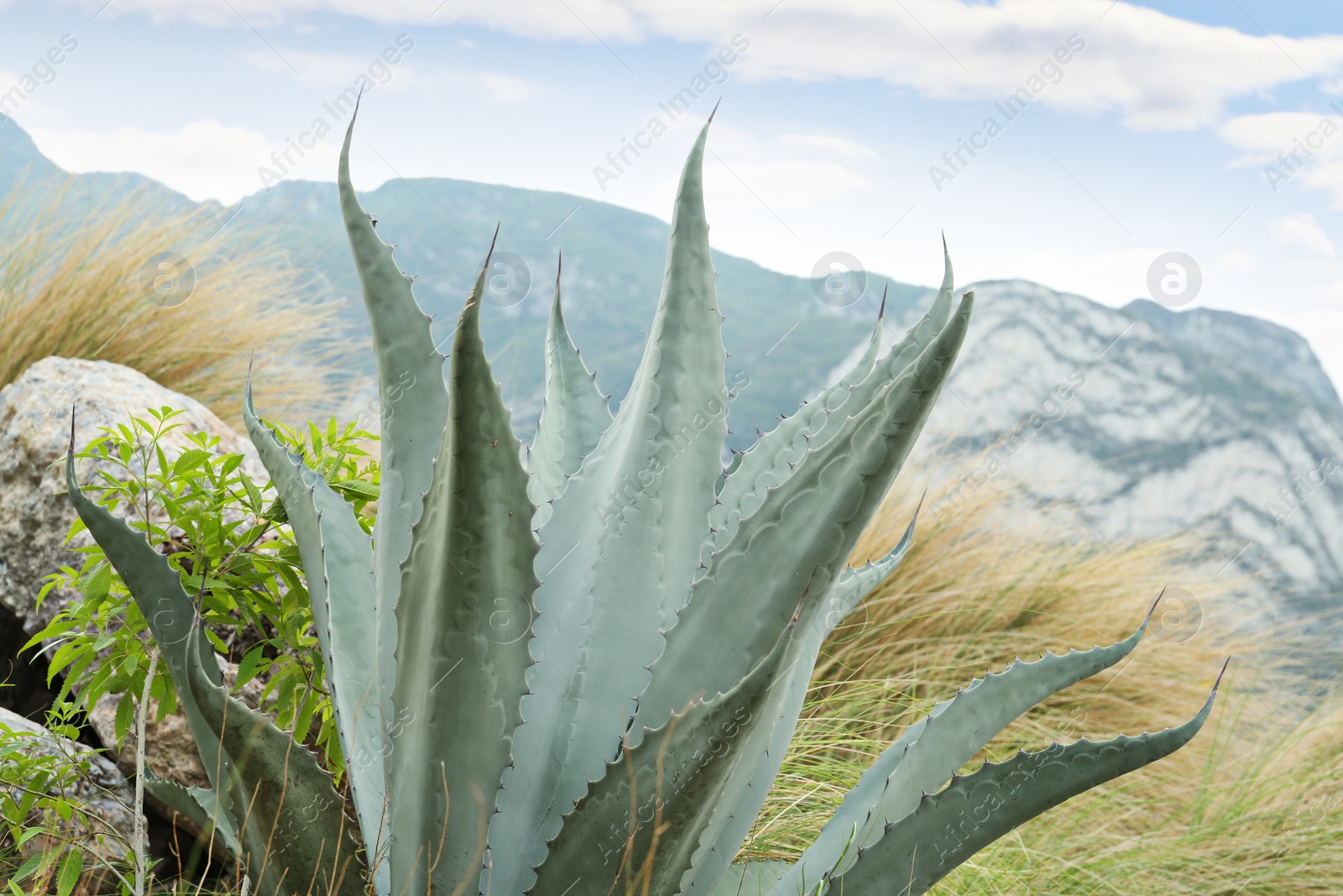 Photo of Beautiful green agave plant growing outdoors, closeup