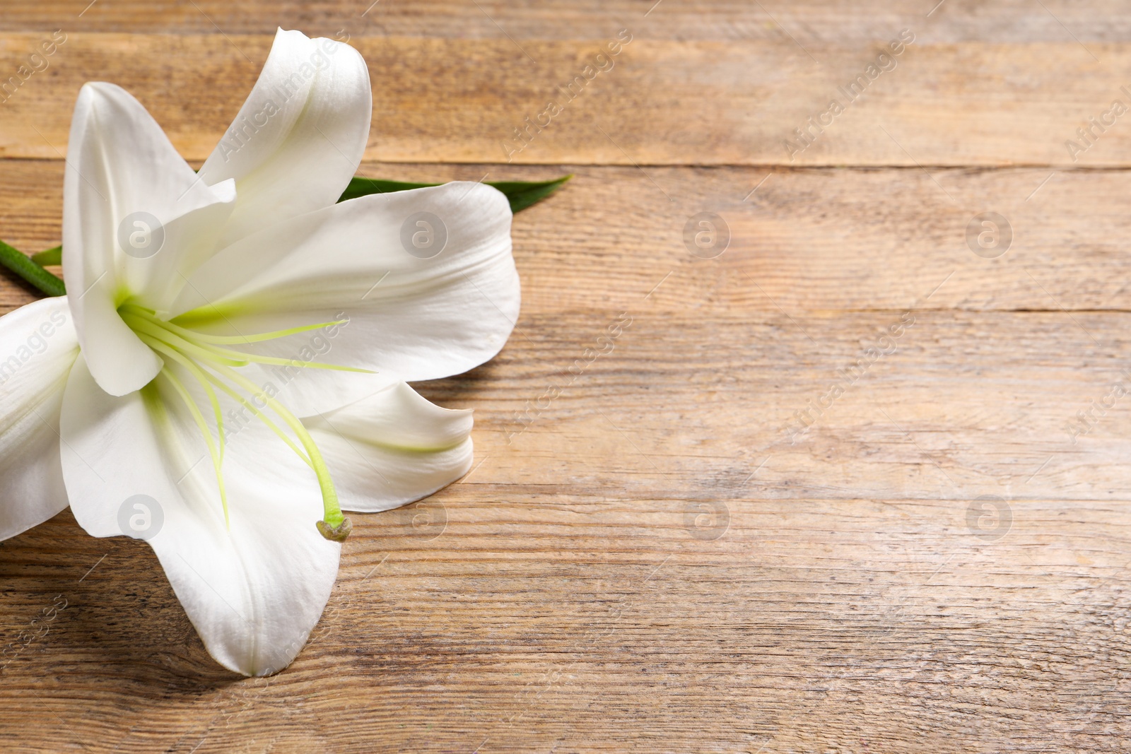 Photo of Beautiful white lily flower on wooden table, closeup. Space for text