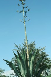 Beautiful Agave plants growing outdoors on sunny day, low angle view